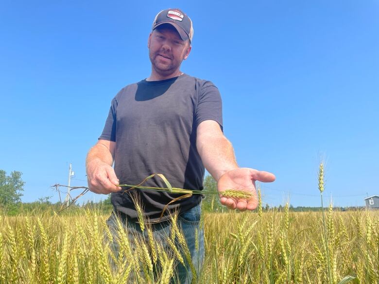 A man in a ballcap holds a stalk of winter wheat. 