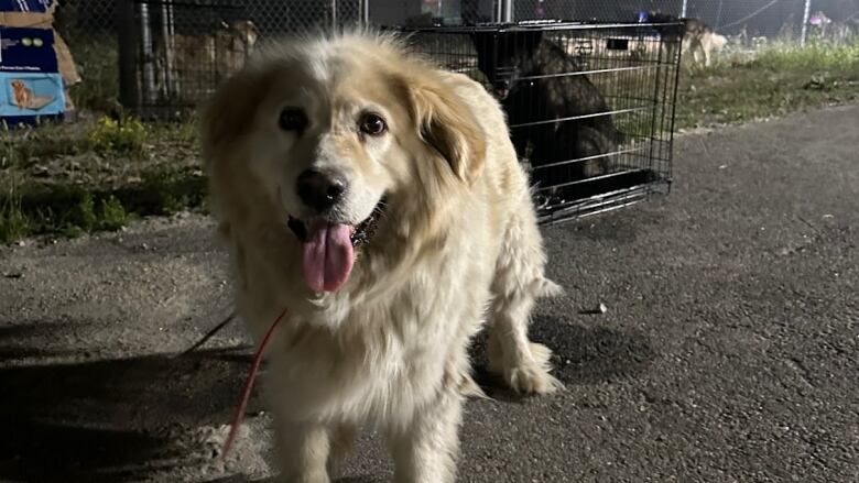 a golden retriever smiles poses at night 