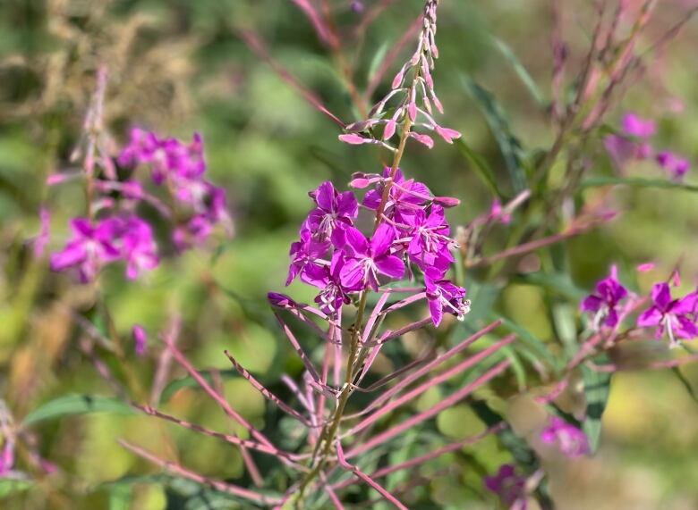 A close-up of some fireweed plants.