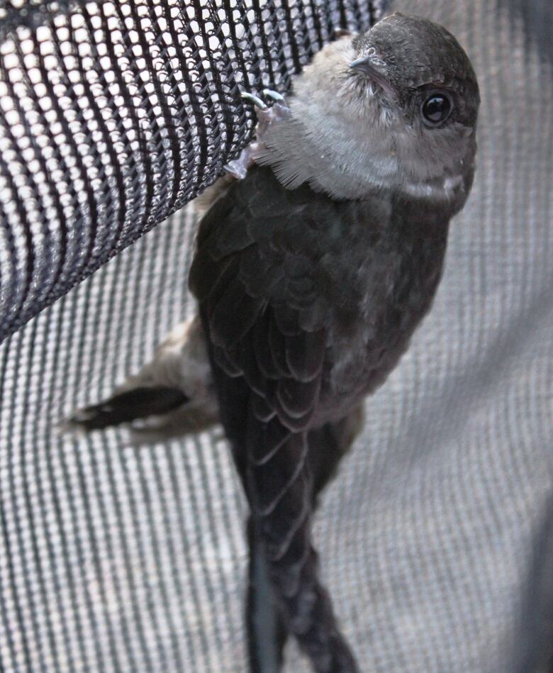 A grey bird vertically holding onto to a mesh surface