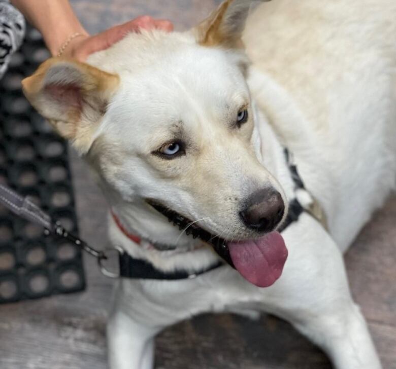 Coco, a three-year-old Husky in Mattie's Place care, was hit by a vehicle and left with a broken leg. Mattie's founder Denise Angus says he is in their care, but still waiting for a home.