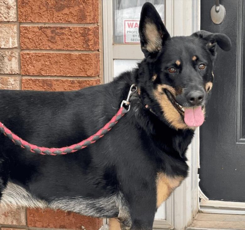 Tessa, a four-year-old Shepherd Rottweiler mix, was going to be euthanized in January but is now in Mattie's Place care waiting for adoption. Mattie's founder Denise Angus says many of their pets have been waiting over six months.