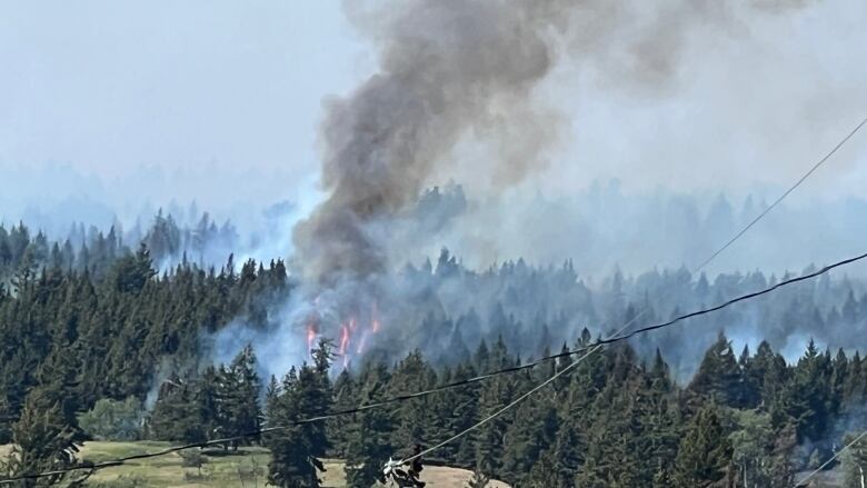 Smoke rises from visible flames in the middle of a forest in a photo shot near hydroelectric wires.