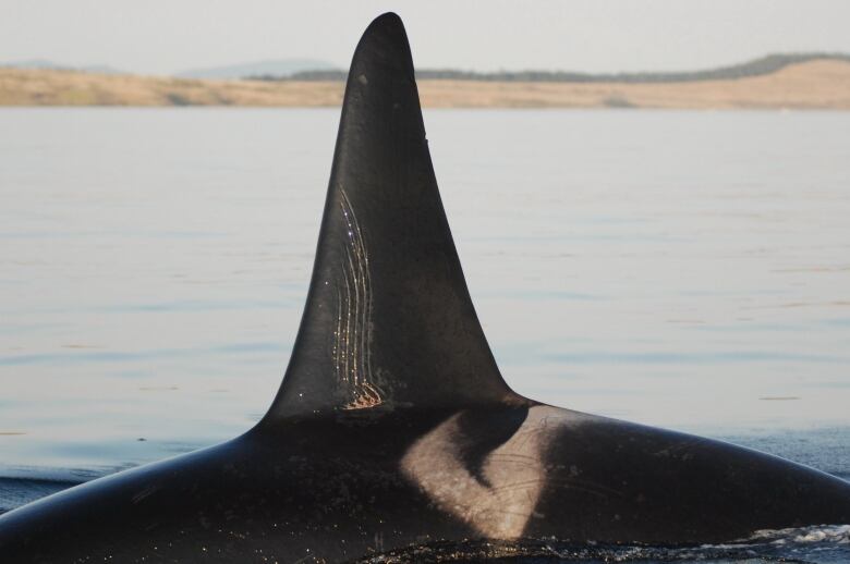 A killer whale fin crests the surface of the ocean. It's covered in deep scratch marks, 