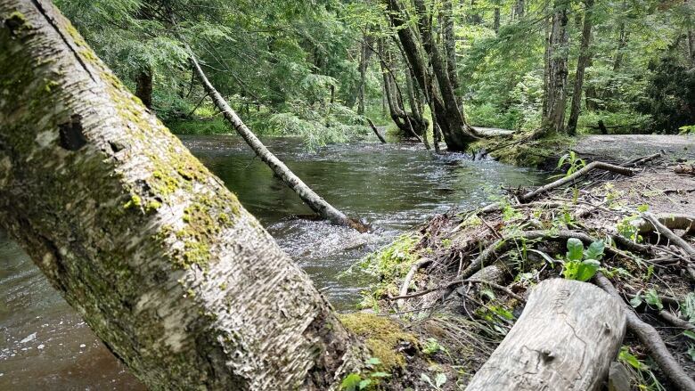 A brook is shown running through a forest with water coming to the top of the banks.