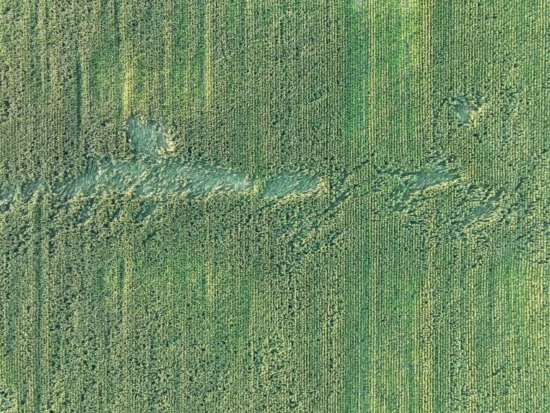 A birds-eye view of damaged crops caused by a tornado