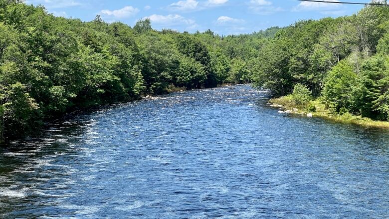 A wide river is surrounded by green trees, with blue skies above it.