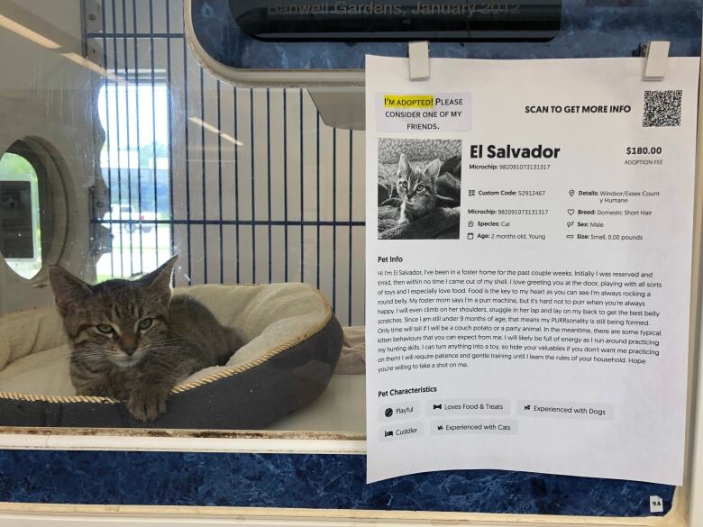 A grey and white kitten looks unimpressed as he lounges in a bed. On the window is a sign advertising that the kitten is available for adoption