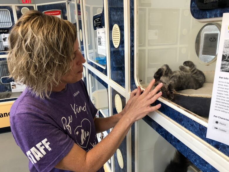 A woman wearing a purple humane society shirt plays with a kitten on the other side of the glass