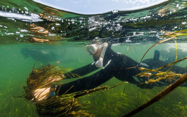 A shot taken underwater shows a person in a wetsuit and wearing snorkeling equipment swimming near the surface of the water with a large clump of seagrass in their hands.