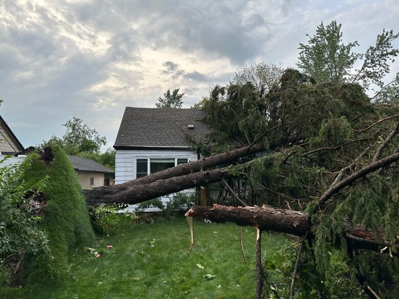 A tree down with a massive chunk of ground