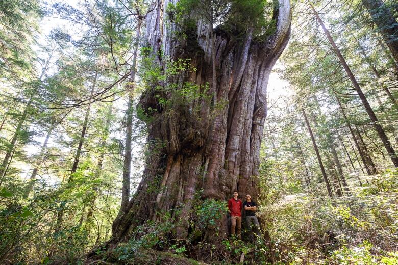 Two men stand beside each other next to a massive western red cedar with a gnarly trunk.