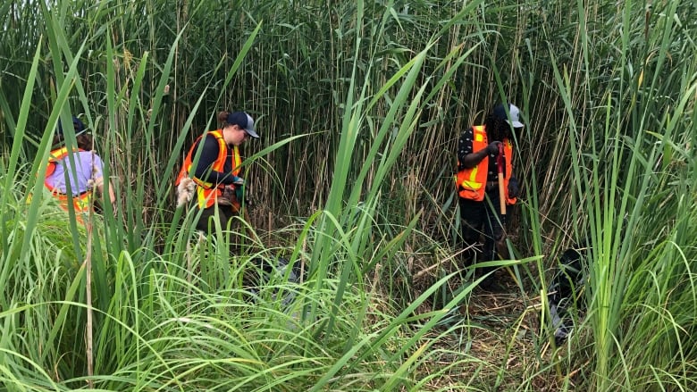 Three people in orange reflective vests holding shovels and standing among plants twice their height.