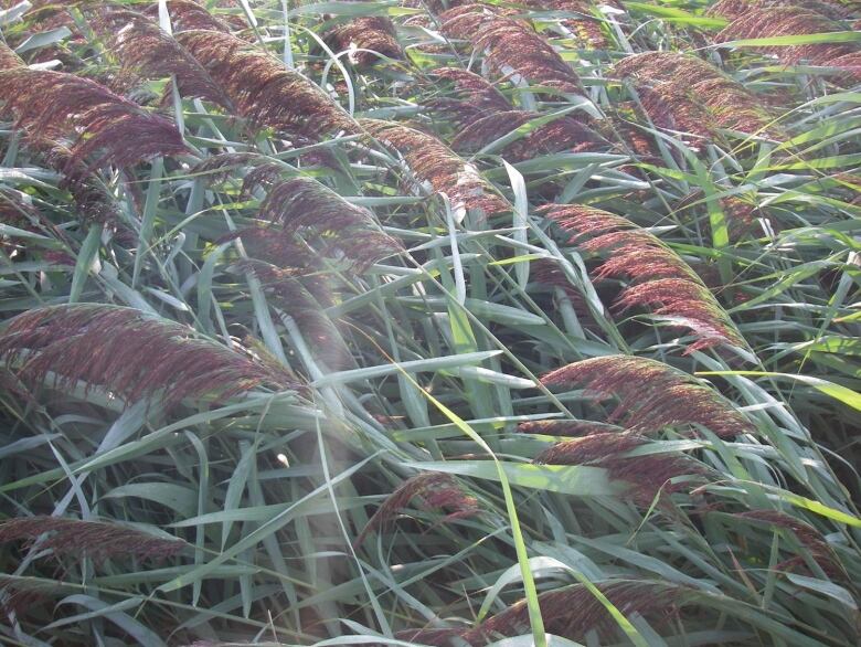 An overhead photo of long grass with redish feathery tops