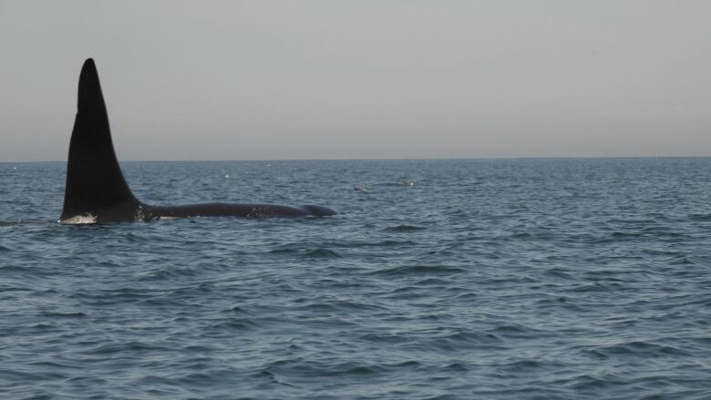 The fin of a whale seen above the ocean