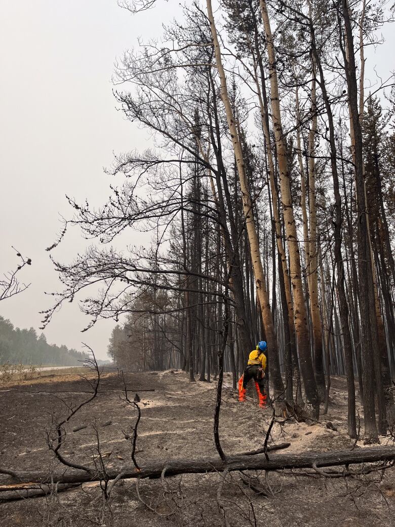 A person in brightly coloured firefighting gear looks along a line of trees.