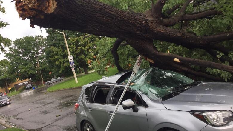 A tree branch crushes a car.