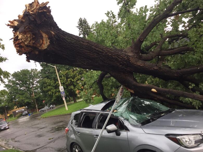 A tree branch crushes a car.