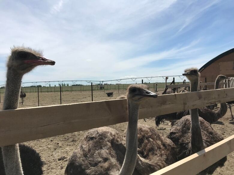 Ostriches are pictured poking out of a fence post. 