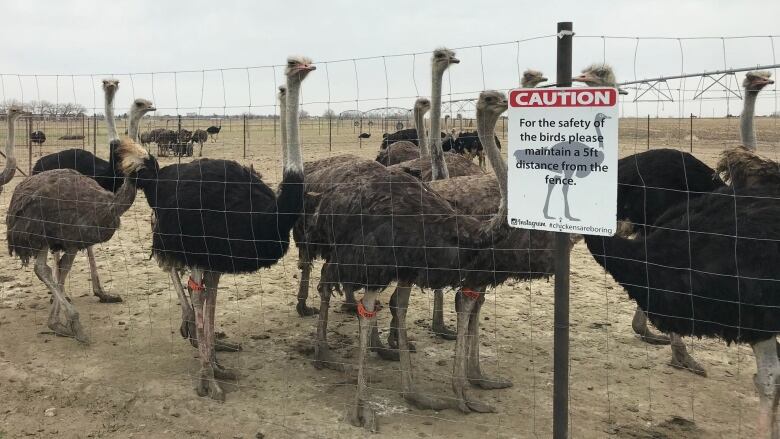 Ostriches are pictured at a farm near Taber, Alta.