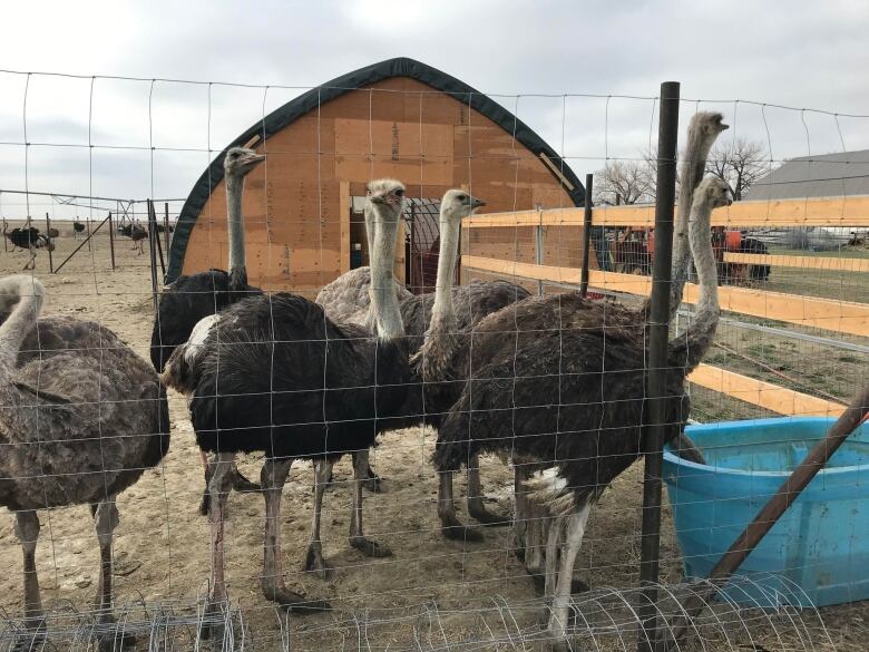 Ostriches are pictured at a farm near Taber