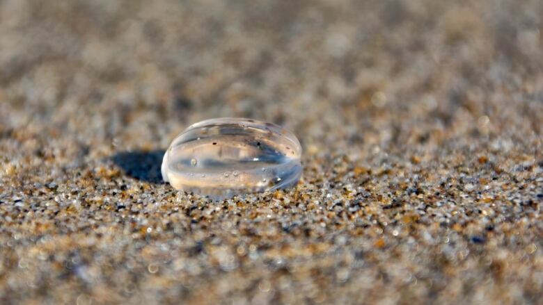 Sea gooseberry on a beach