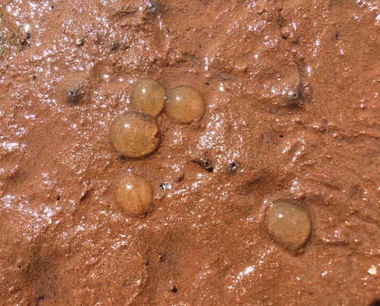 Sea gooseberries washed up on red beach shore