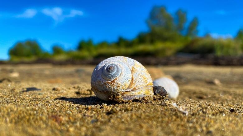 Moon snail on sandy beach