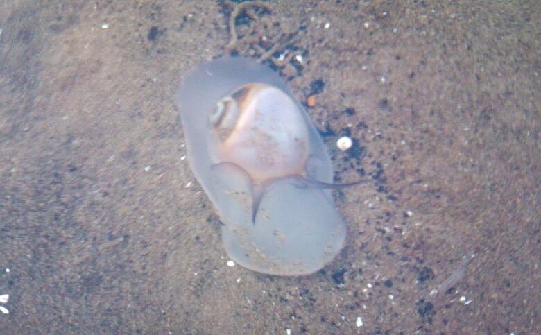 Live moon snail under water