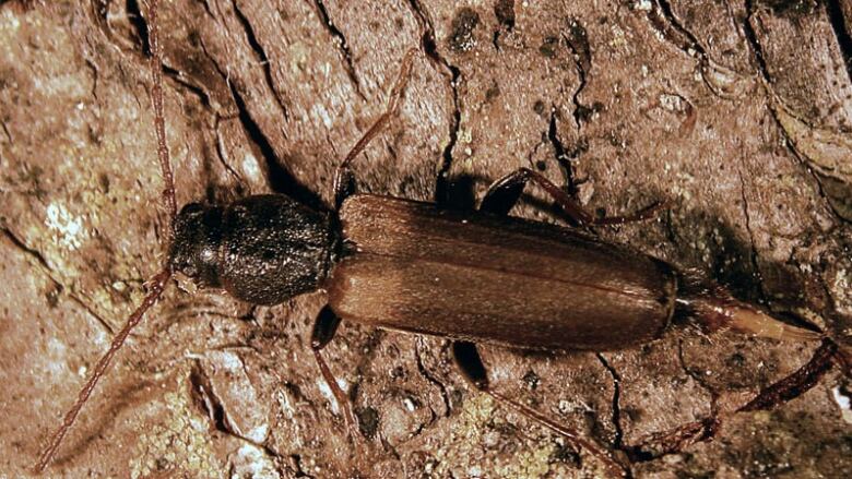 A closeup of an insect with multiple legs, a long brown body and a dark brown head on a piece of wood.