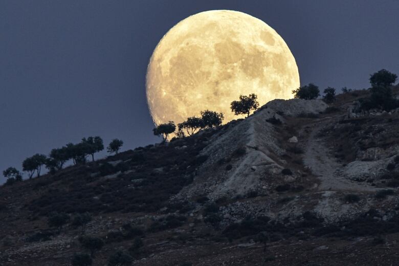 Moon rising behind trees on a hill in Syria, a day before the full moon.