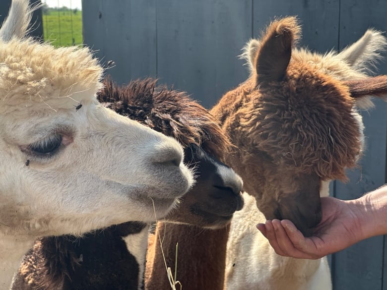 The opportunity to feed alpacas is one of several draws for tourists.