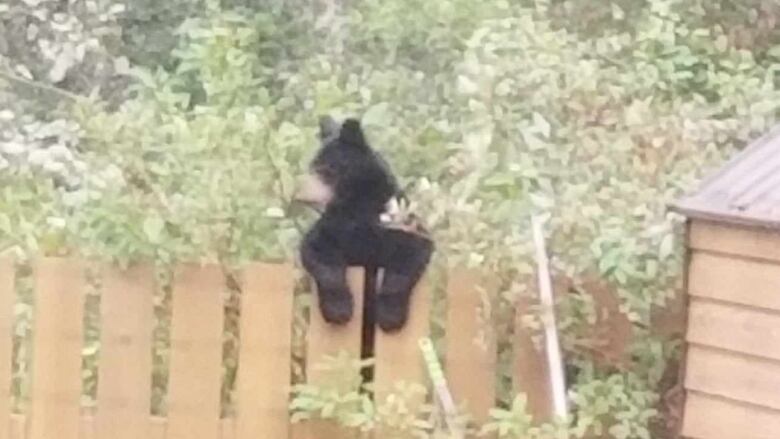 A black bear leans over a backyard fence.