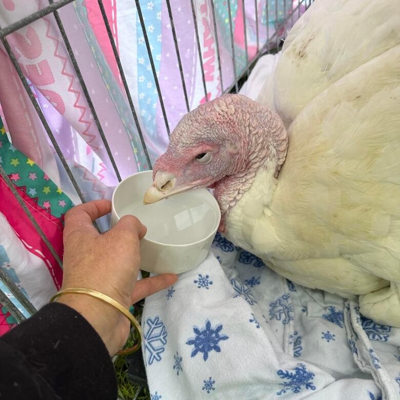 A hand with a bracelet is holding a small bowl of water. A turkey with white feathers and a red head is hovering over it. 