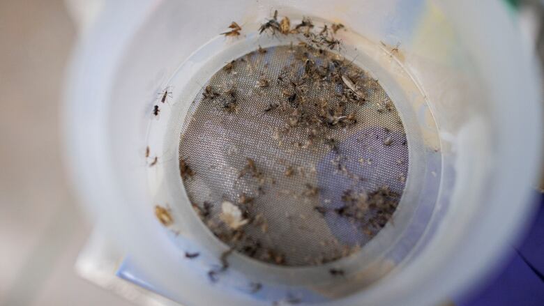 Mosquitos taken from samples on location in Brampton, Ont., being screened in a public health lab.