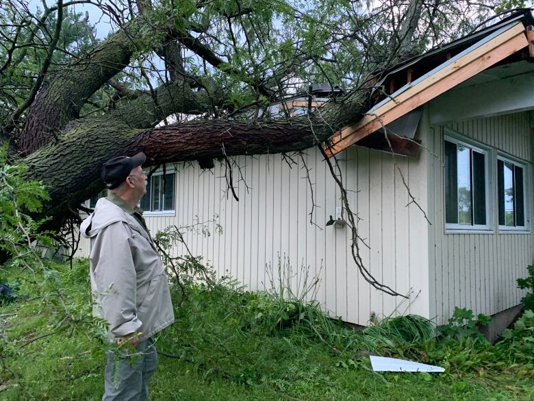 A tree on a roof.