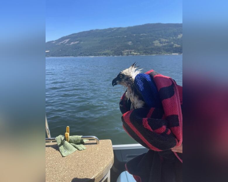 A bird wrapped with a red towel stands while looking something afar on a lake.