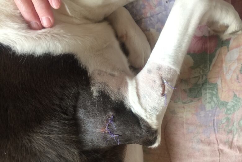 dog leg with stitches