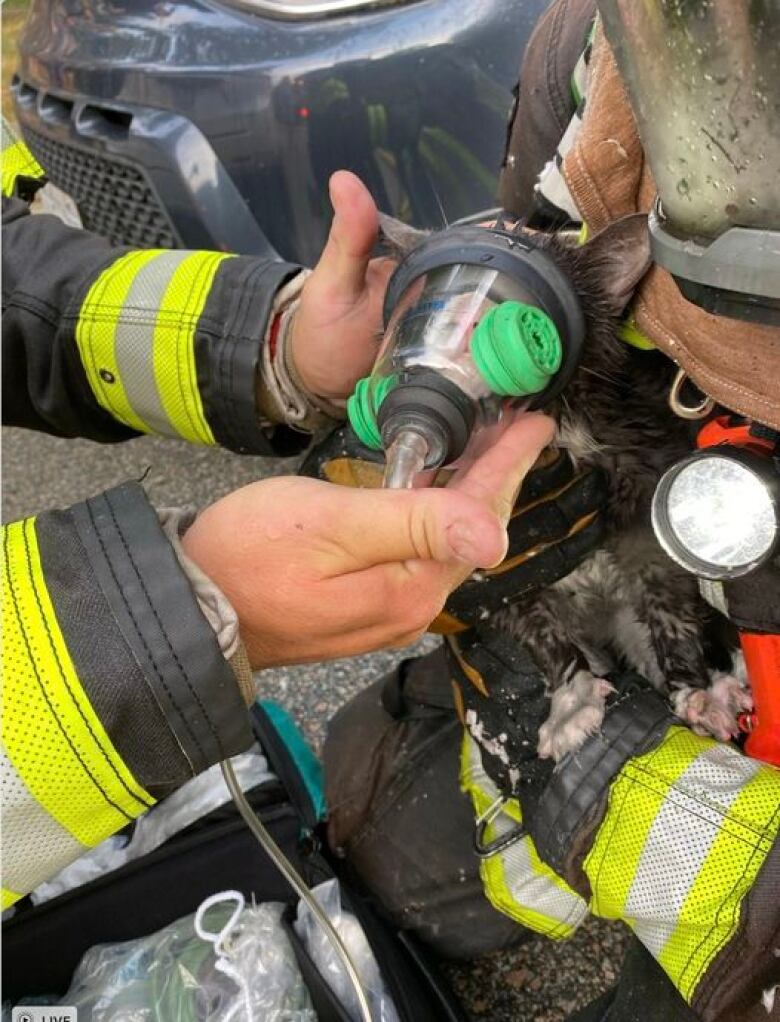 A an oxygren mask is placed on a kitten by firefighters. 