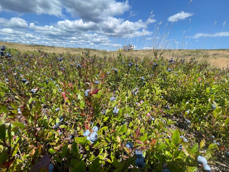 Blueberry fields with a bright blue sky in the background. 