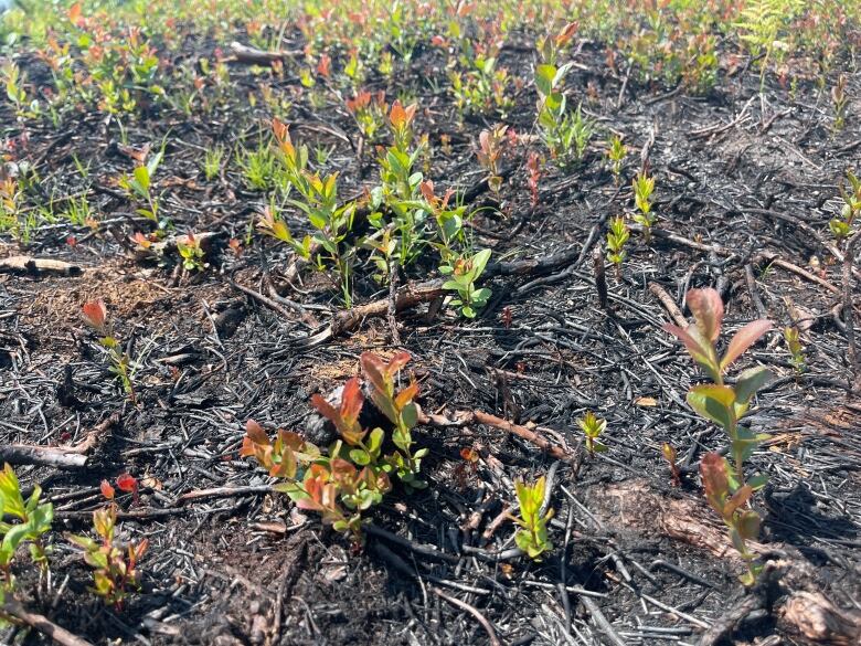 Green plants in an otherwise blackened, charred field.