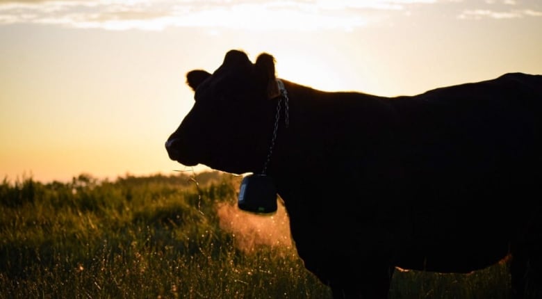 Silhouette of a cow at dusk.