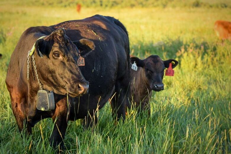 A mama and baby cow. Both brown.