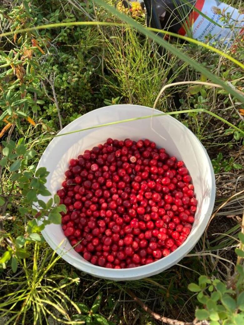 A bowl of berries outside. While many regions have bounties of berries to pick, abnormally hot and dry conditions in other parts of the territory have left foragers and wildlife with hardly anything.