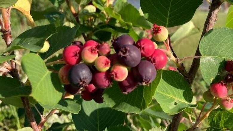 Berries on a bush in N.W.T. While many regions have bounties of berries to pick, abnormally hot and dry conditions in other parts of the territory have left foragers and wildlife with hardly anything.