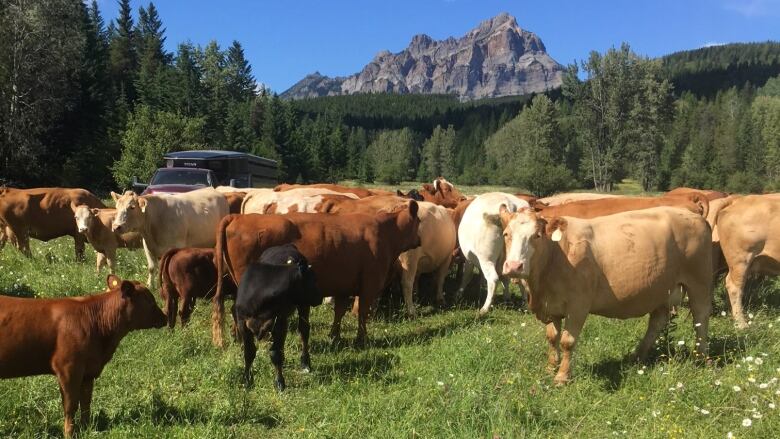 About 10 light and dark brown cattle and one black calf mill around in a field with mountains in the background.