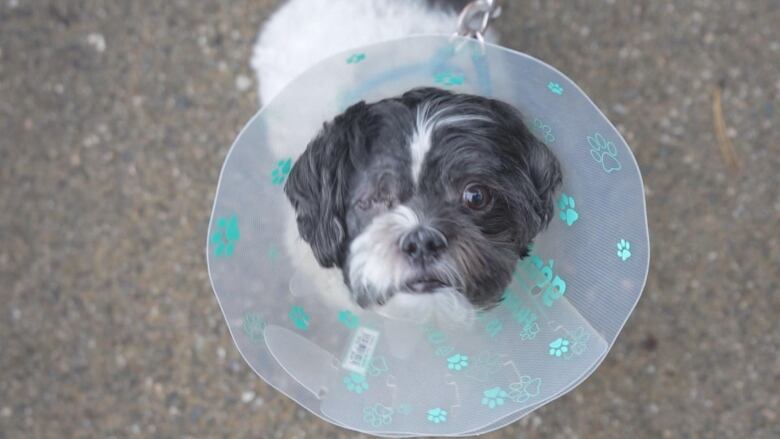 A dog without its right eye is pictured with a protective cone.