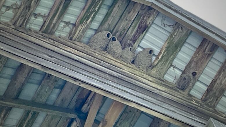 Four mud nests are shown under the eaves of a structure