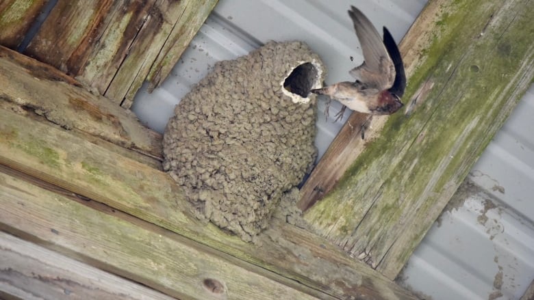 a bird flies out of a mud nest