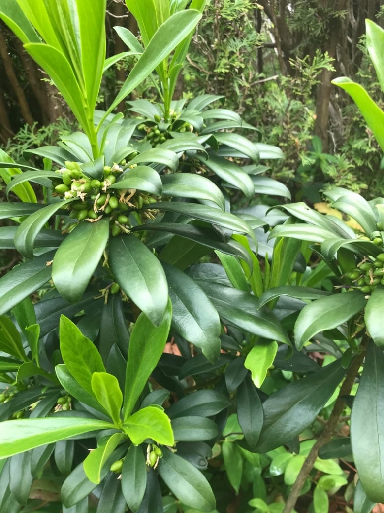 A green shrub with glossy green leaves. 